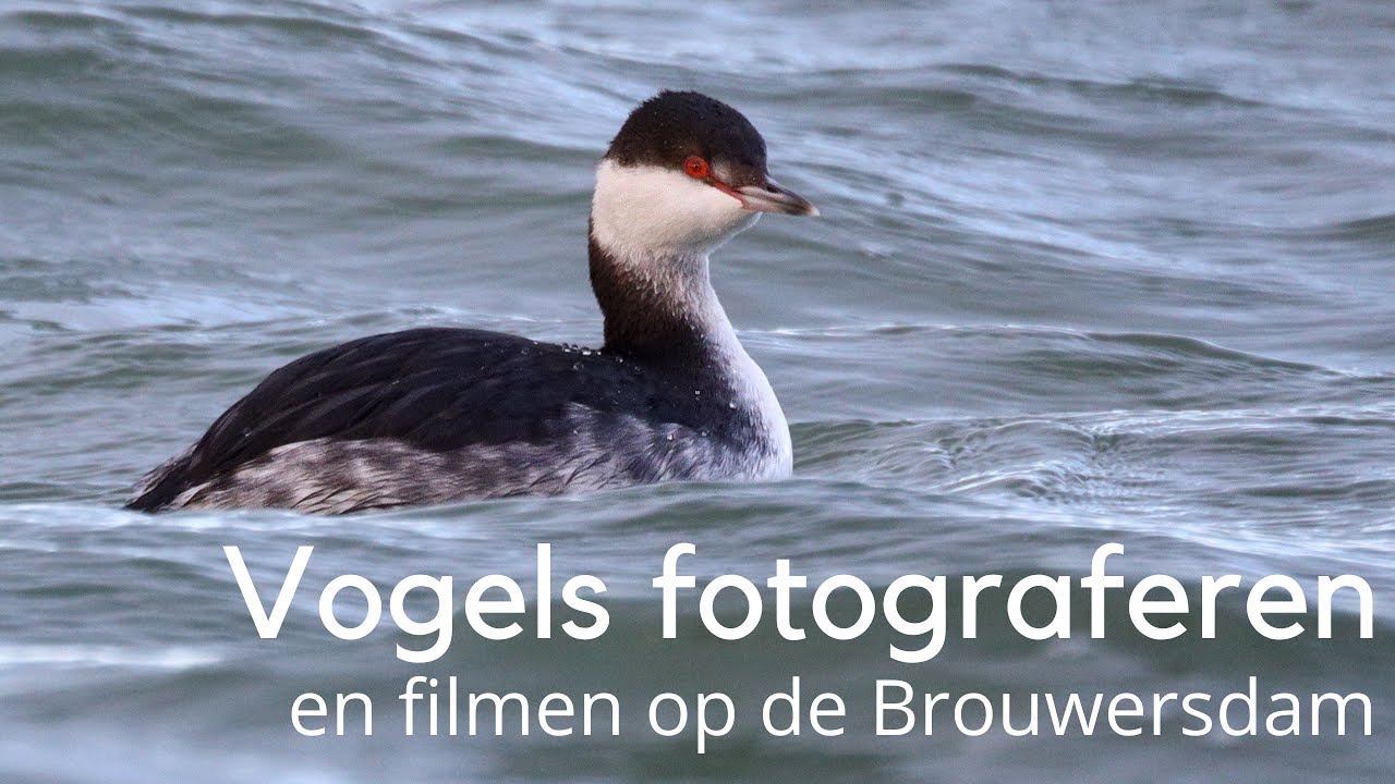 Vogels fotograferen en filmen op de Brouwersdam #1435