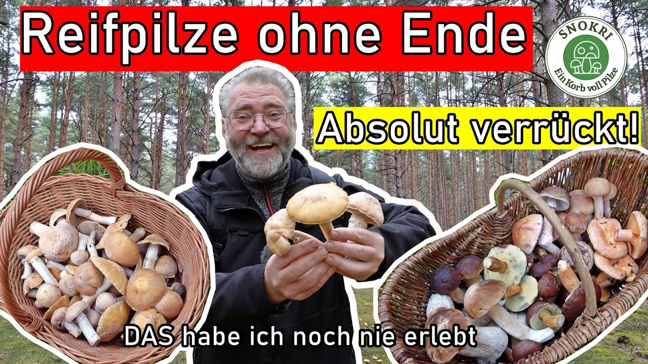 Reifpilze ohne Ende und wieder Steinpilze und Perlpilze - Pilze in Massen im Wald im Oktober 2024