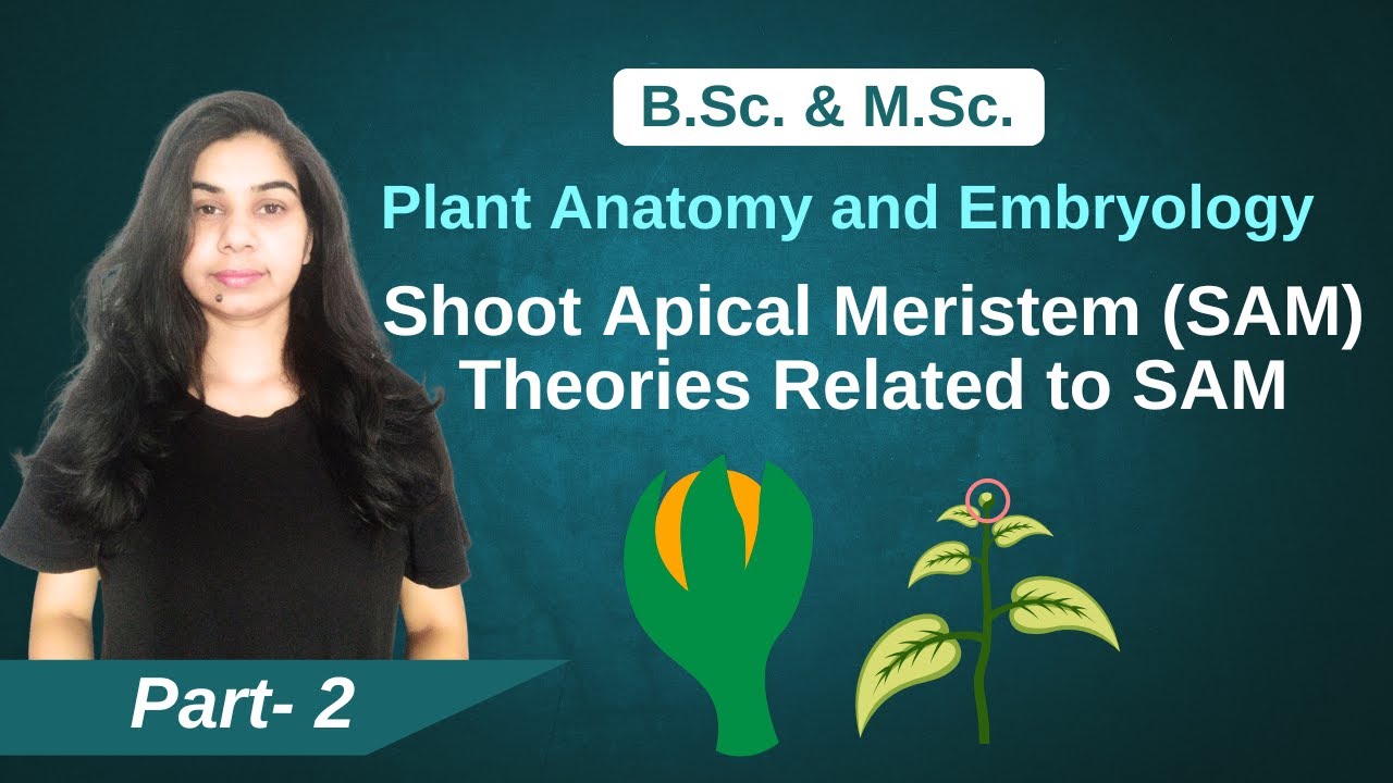 Plant Anatomy and Embryology || Shoot Apical Meristem (SAM) || Theories || B. Sc. & M. Sc.