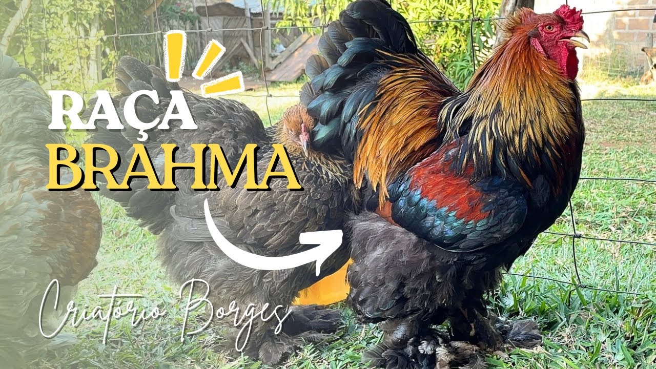 Conheça a raça Brahma do nosso criatório | Criatório Borges 🇲🇿