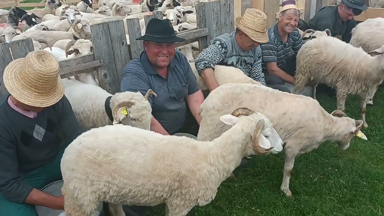 MASURISUL LAPTELUI LA STANA LUI IONUT DIN ONCESTI, MARAMURES