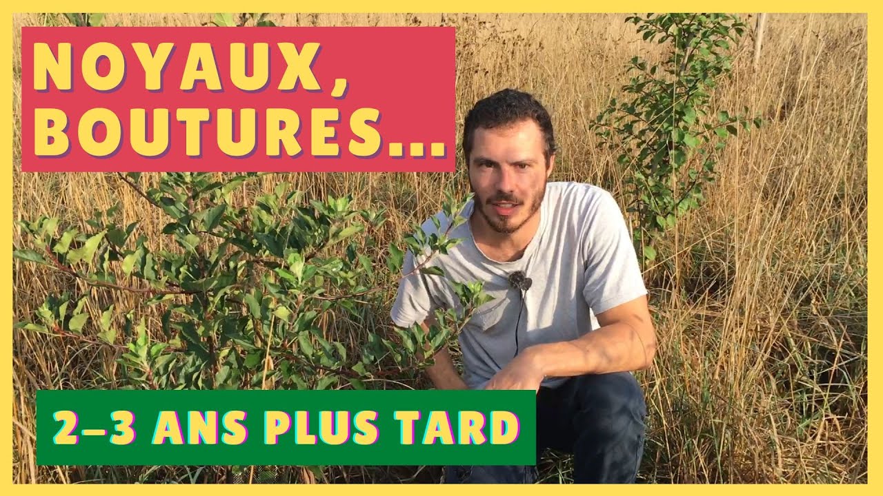 Présentation d'arbres FRUITIERS à partir de NOYAUX, BOUTURES, MARCOTTES, REJETS