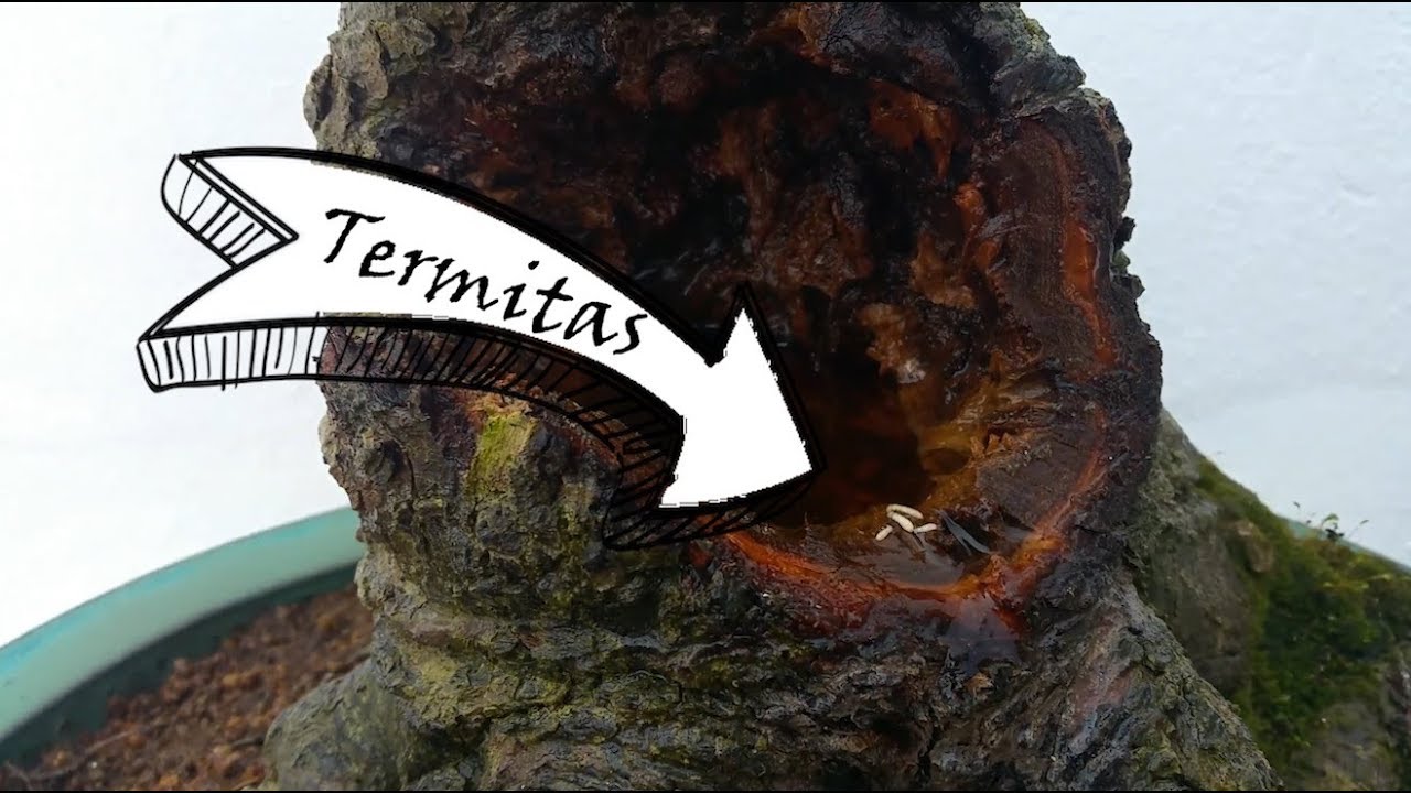 Olmo con termitas ÚLTIMO TRABAJO!