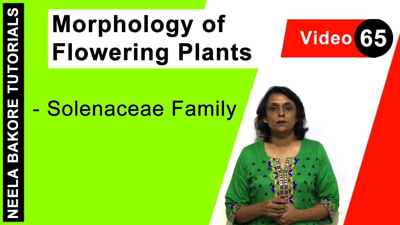 Morphology of Flowering Plants | NEET | Solenaceae Family | Neela Bakore Tutorials