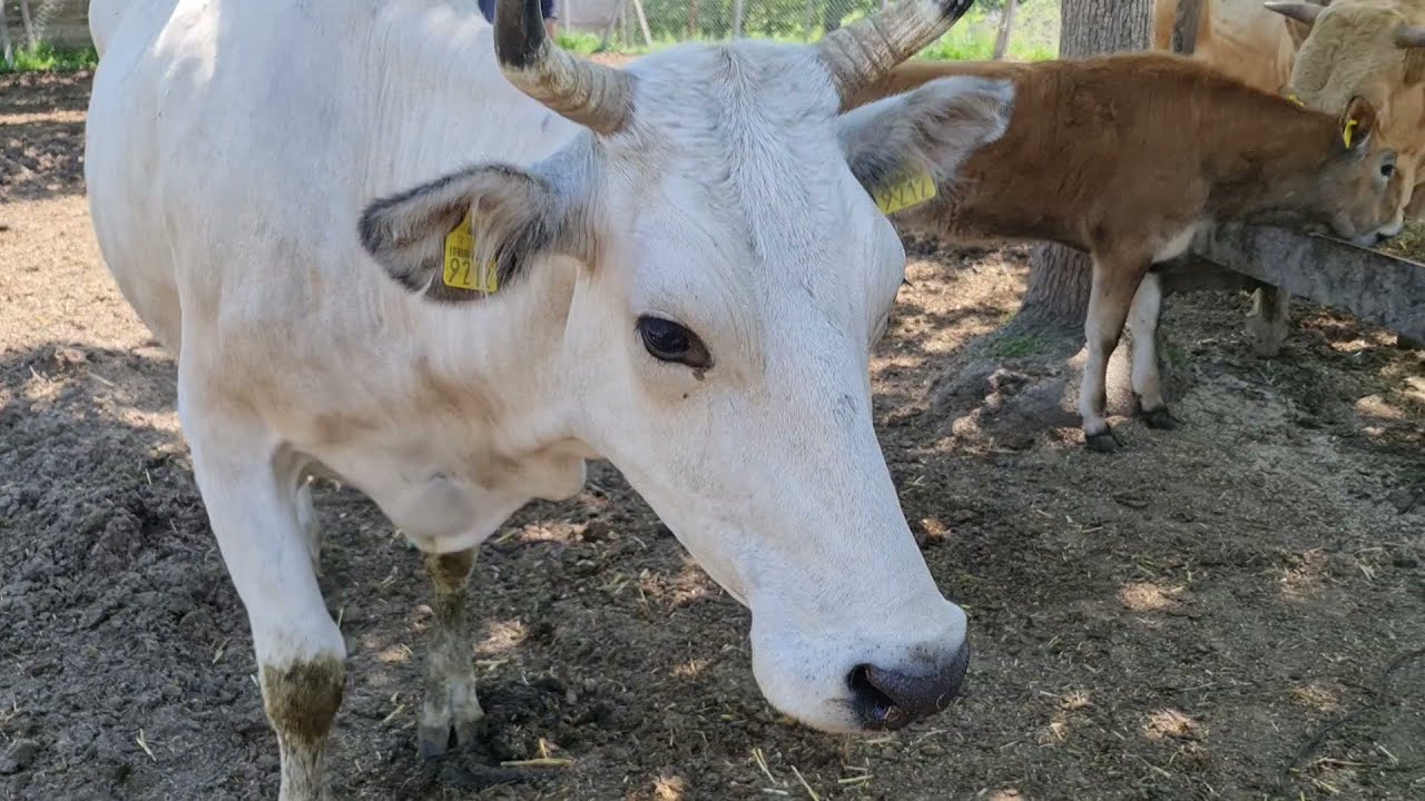 Merada Hayvan bakmak.