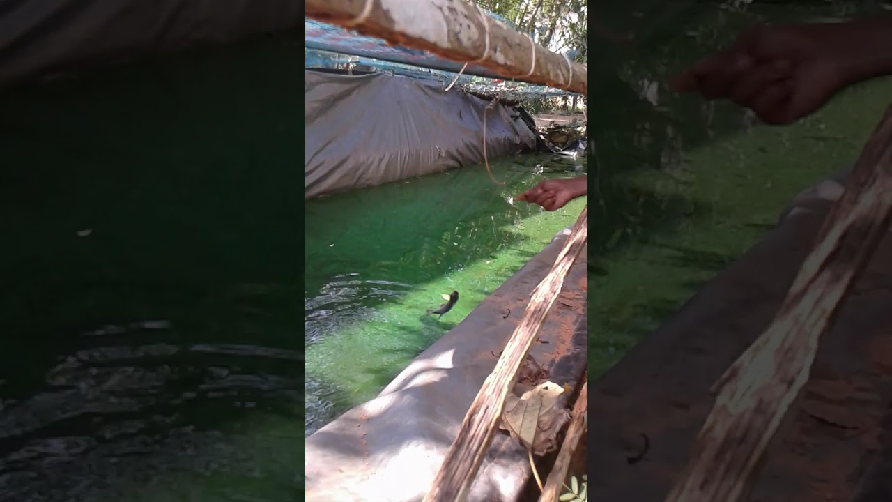 Nutter fish farming (Fish hunting)