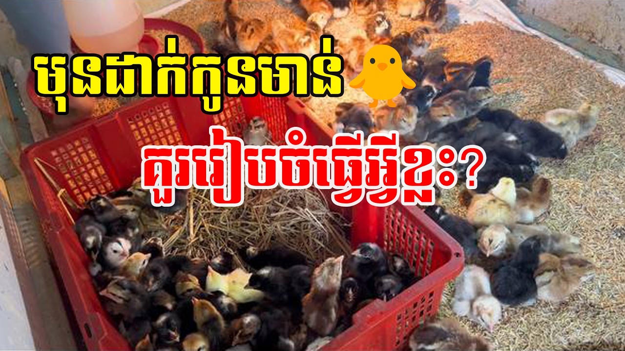 កូនមាន់ទើបញាស់ គួររៀបចំទ្រុងបែបណា? អ្នកចិញ្ចឹមថ្មីត្រូវដឹង!