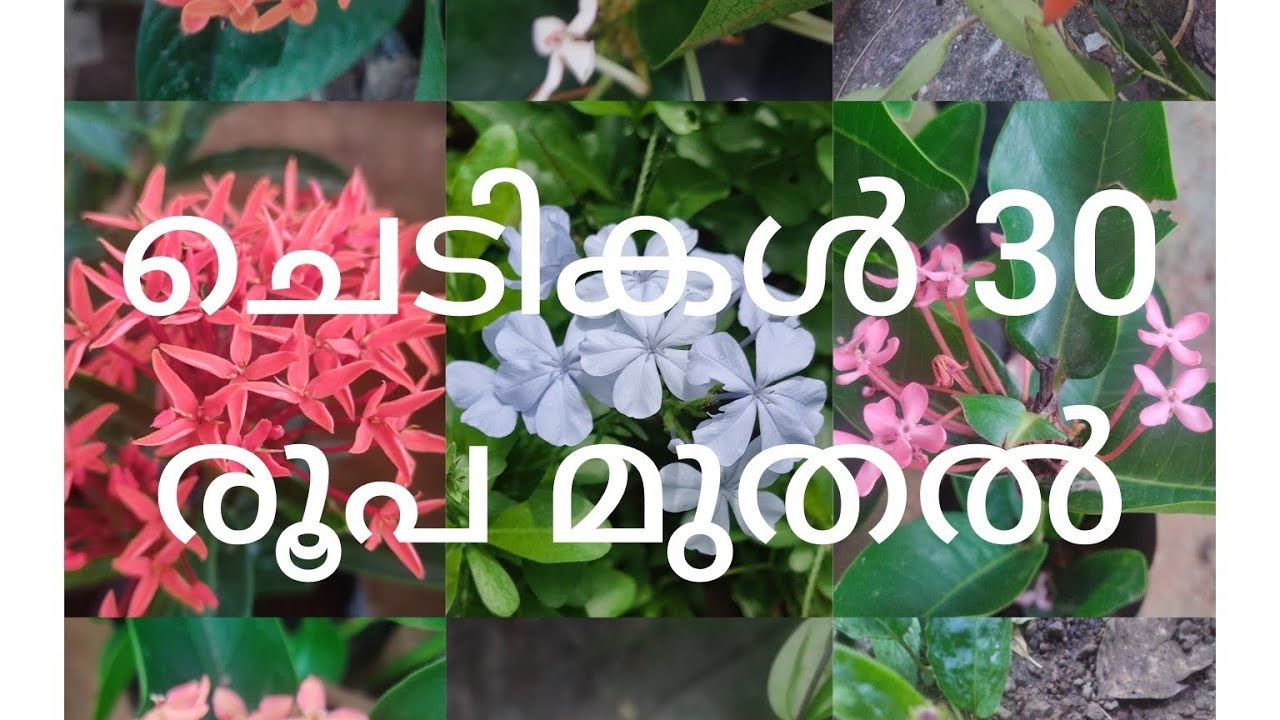 30രൂപ മുതൽ ചെടികൾ! 9745451416
