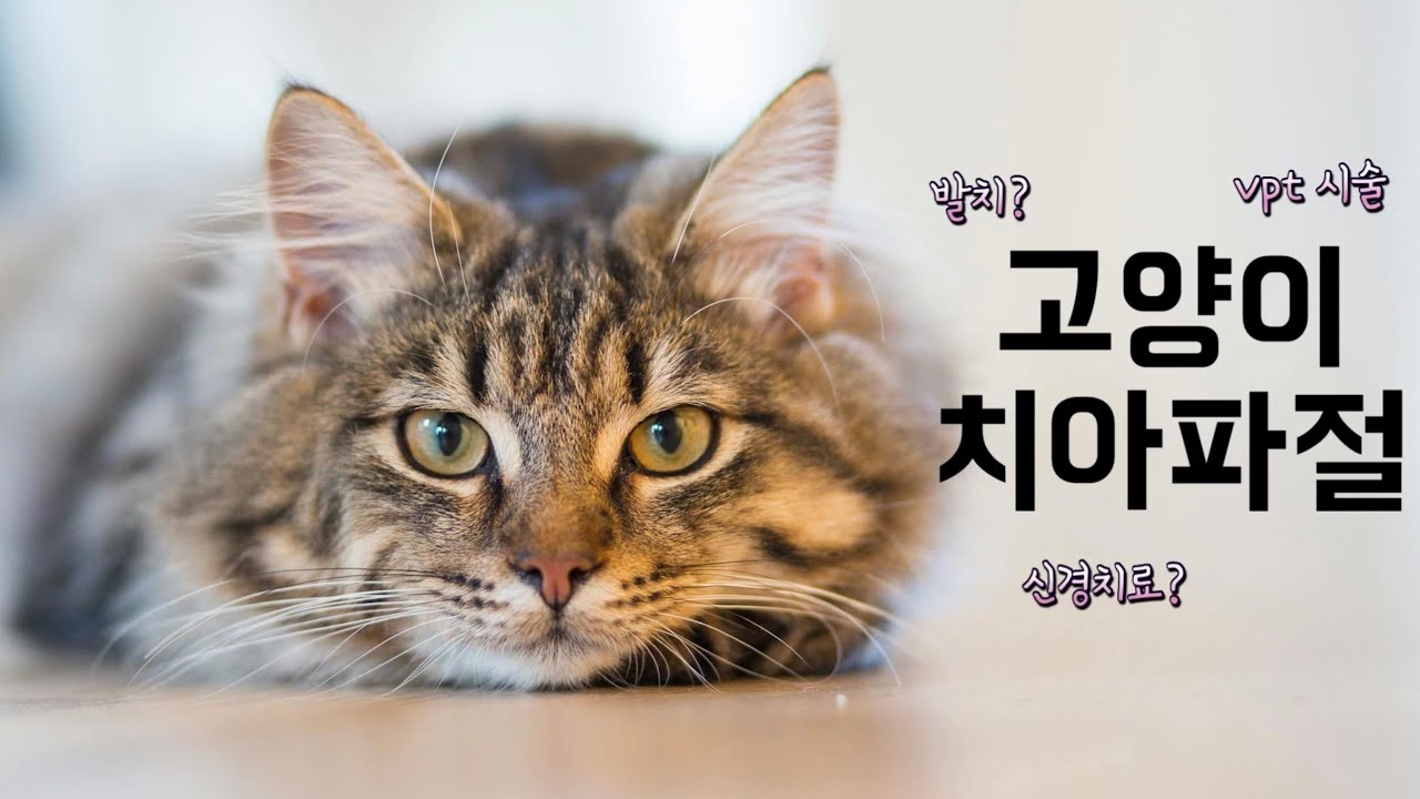 고양이 치아파절, 그냥 놔두신다구요? 치과 수의사가 알려주는 치아파절!!