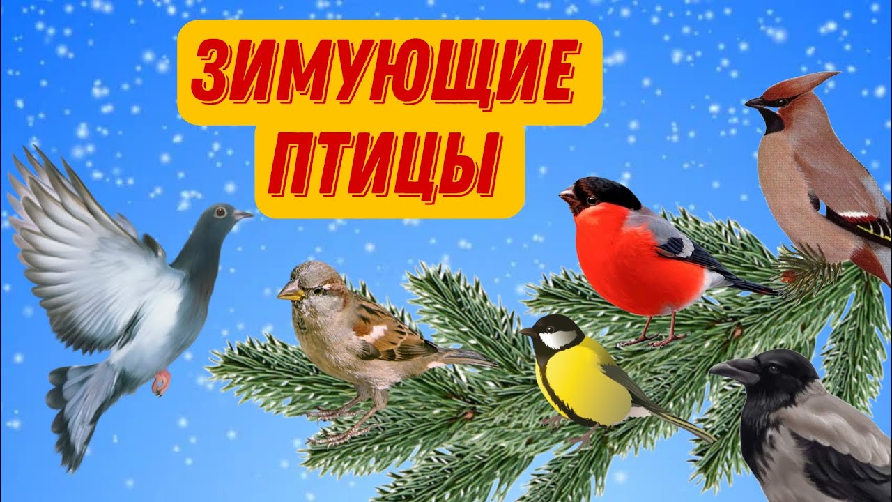 ❄Зимующие птицы | Зимующие птицы для детей | Развивающее видео для детей