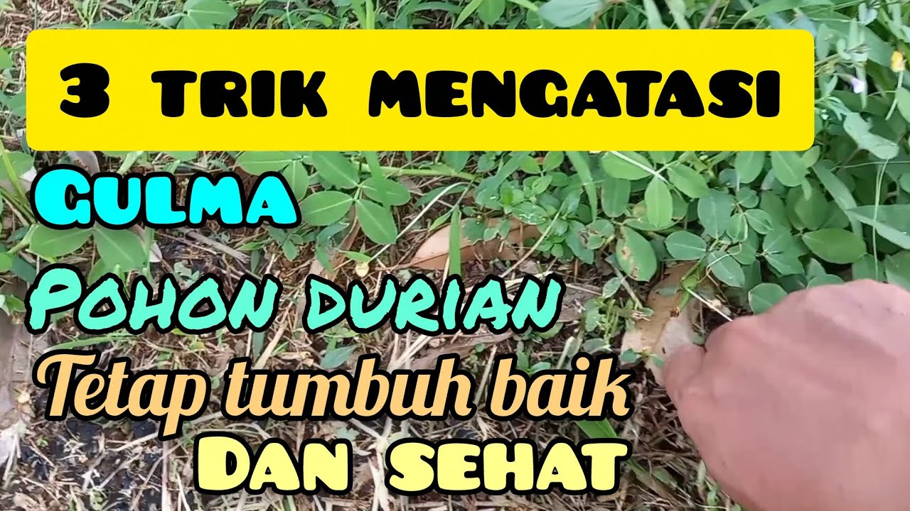 3 Trik mengatasi gulma atau rumput liar pohon durian bisa tumbuh baik tidak terganggu dan sehat