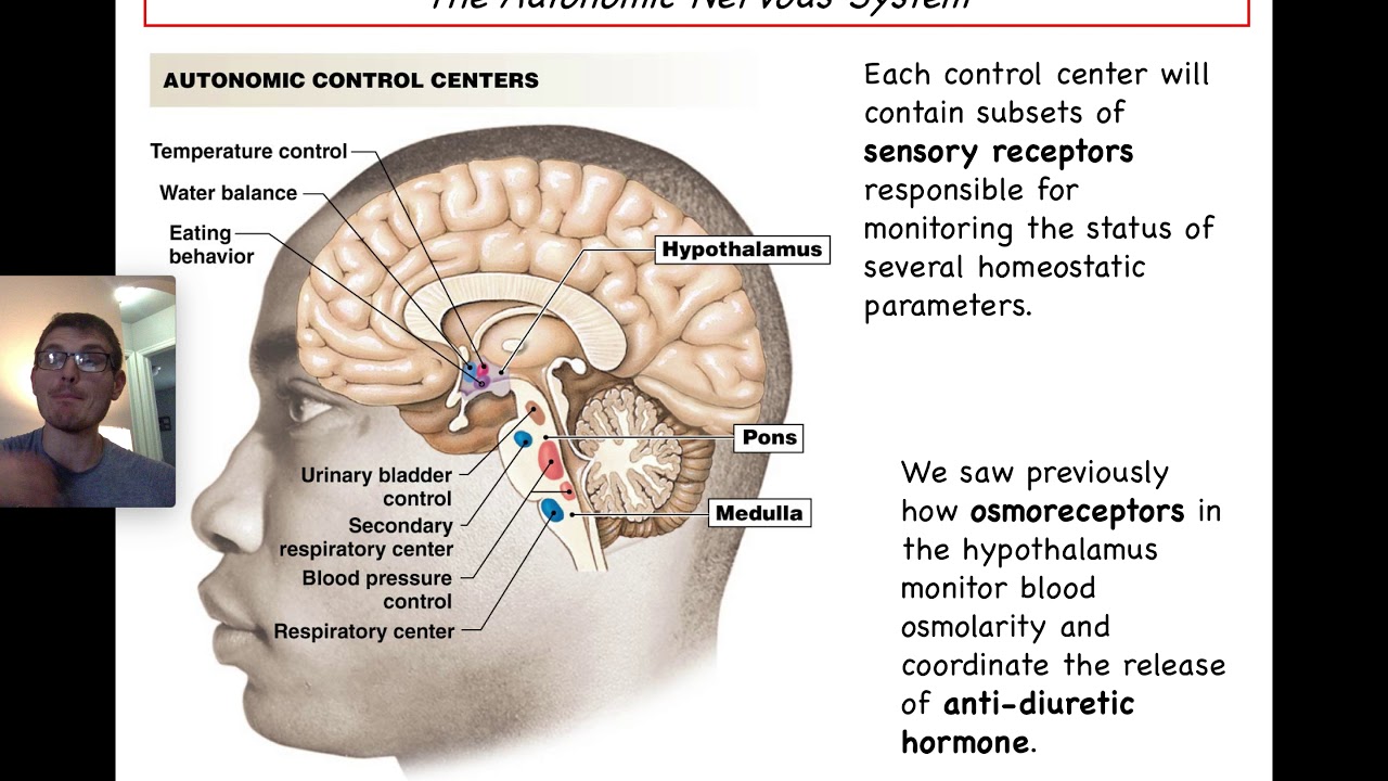 Ch  15 Autonomic Nervous System Lecture