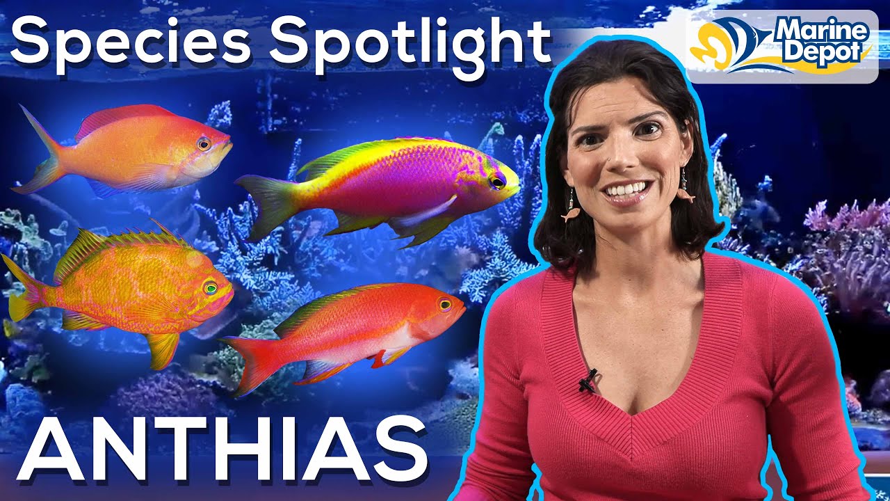 Species Spotlight: ANTHIAS | With Hilary, Marine Biologist of WaterLogged