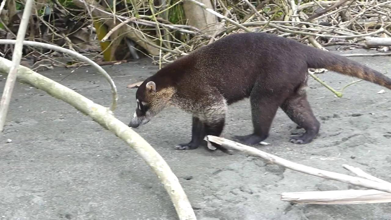 Faune du CostaRica