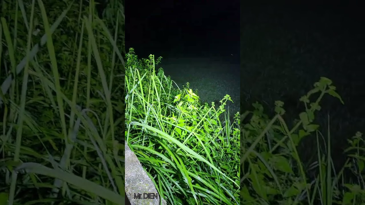 Test Đ&egrave;n Pin T12Plus, TA31, LR36R, TM20K