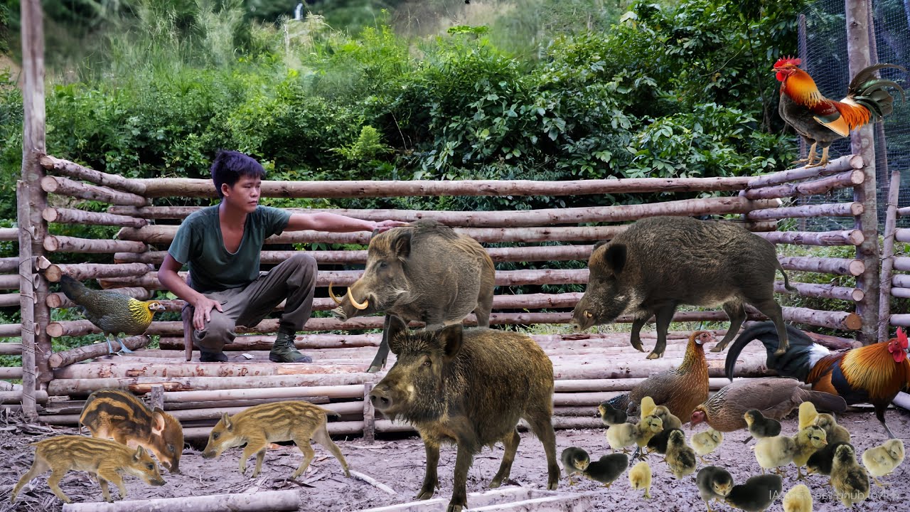 200 days of survival in the wild, traces of wild animals, wild chickens, stream fish, giant pythons