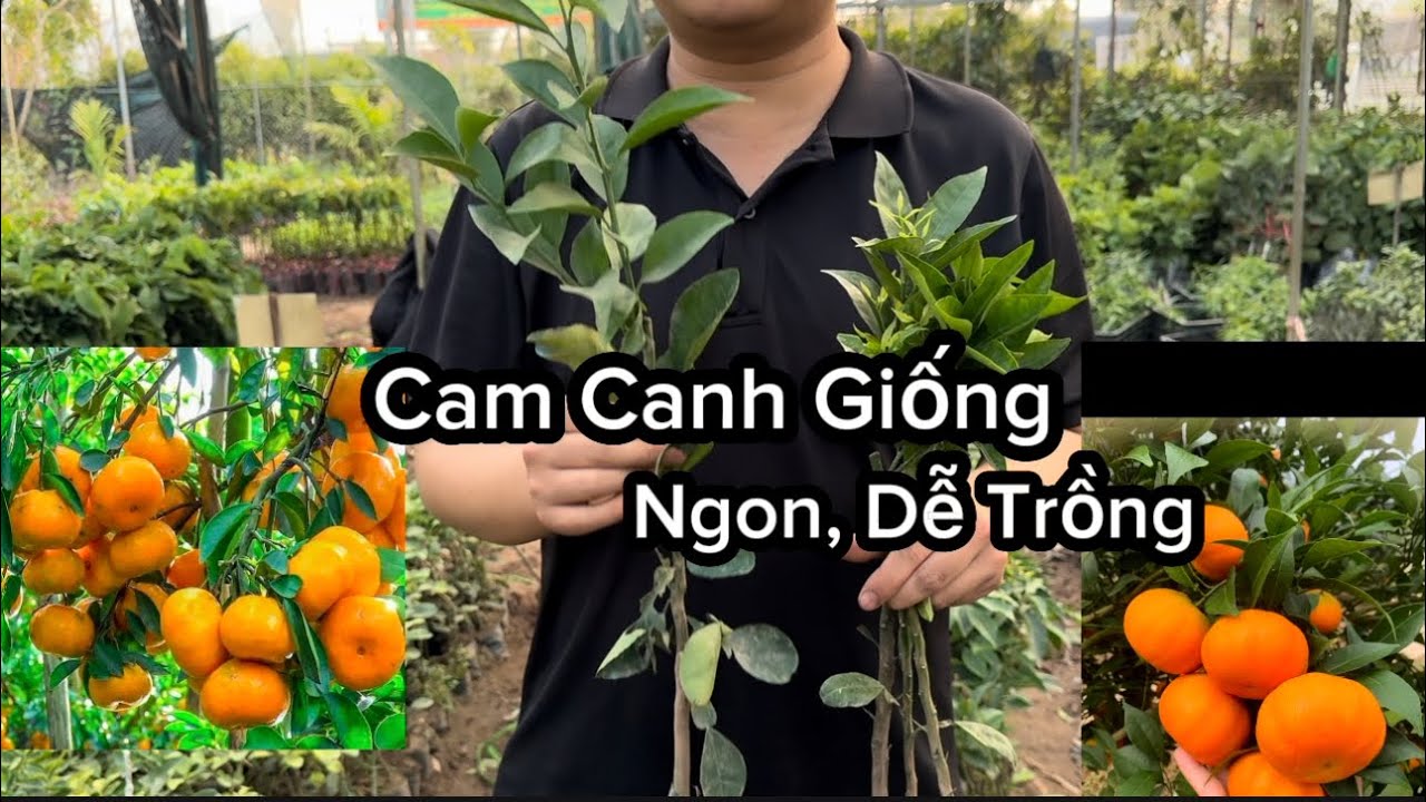 Giống Cam Đường Canh Dễ Trồng Nhanh Trái - Chỉ Hơn 1 Năm Từ Khi Trồng