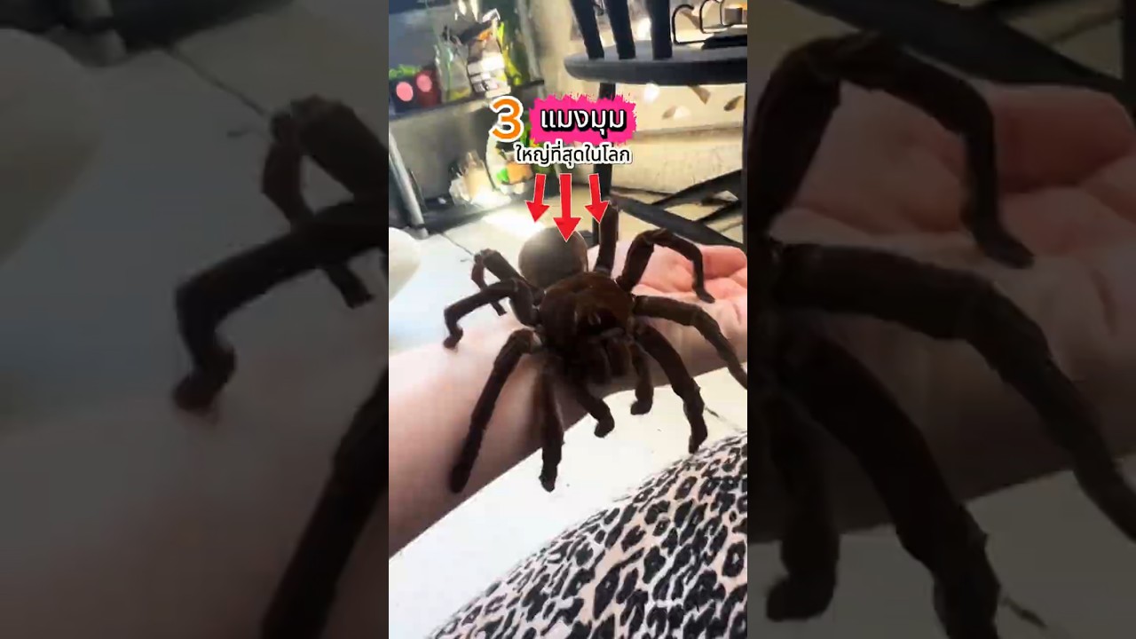 3 อันดับแมงมุมใหญ่ที่สุดในโลก 🕷️