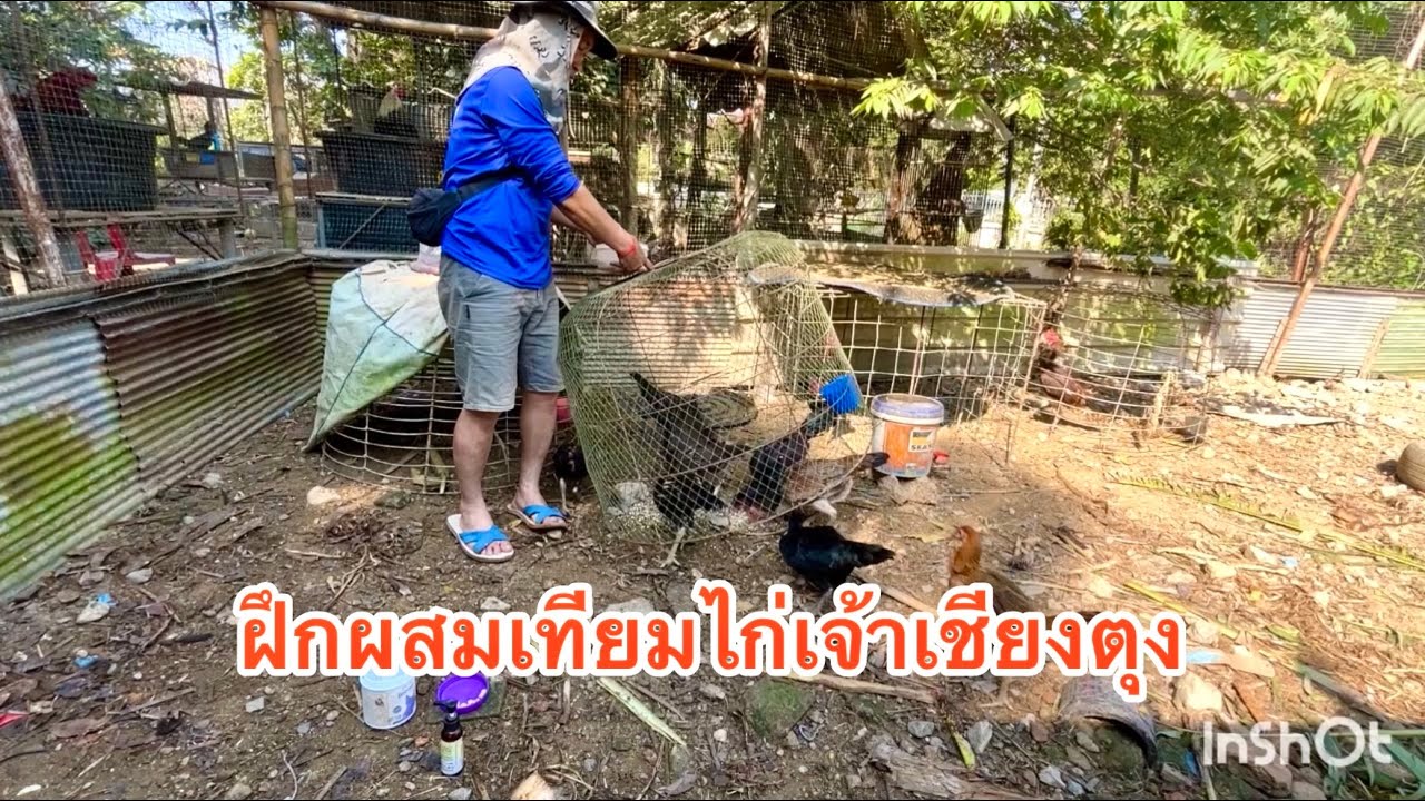 ฝึกผสมเทียมเจ้าเขียงตุง
