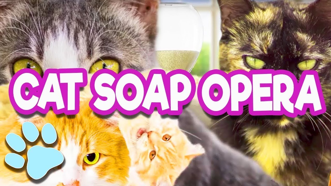 Nine Lives of Our Days 😸 | Cat Soap Opera | #thatpetlife