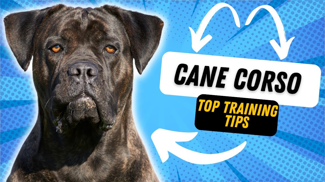 3 TIPS FOR TRAINING YOUR CANE CORSO
