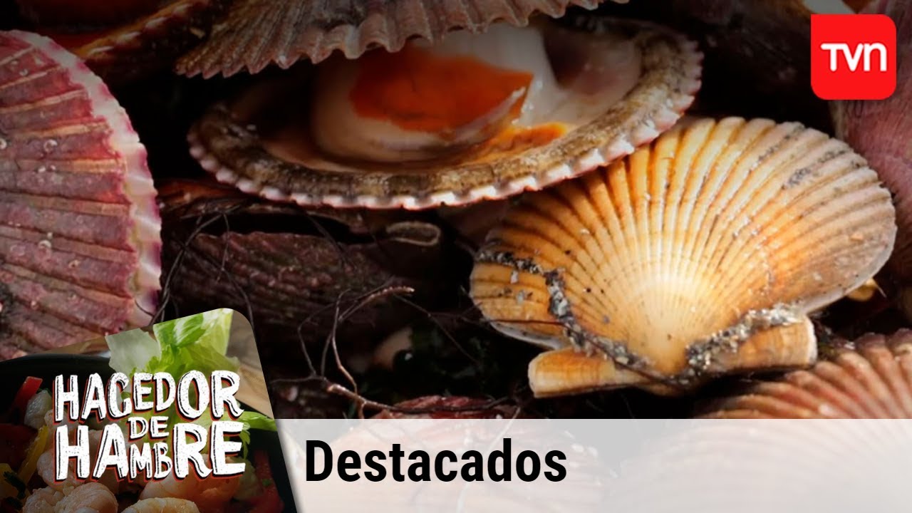 El rico sabor marino de la Caleta de Tongoy | Hacedor de hambre | Buenos días a todos