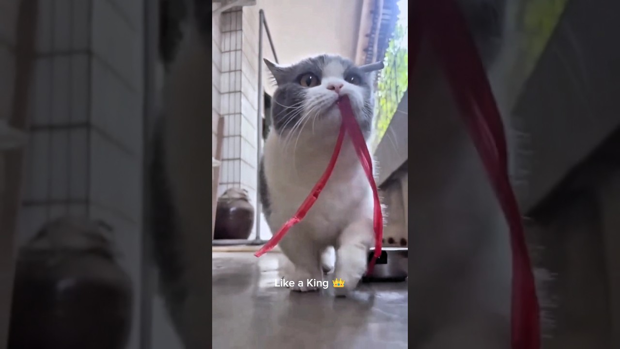 Bro is Walking like a King 👑| Viral Funny Cats Compilations 🤣😂