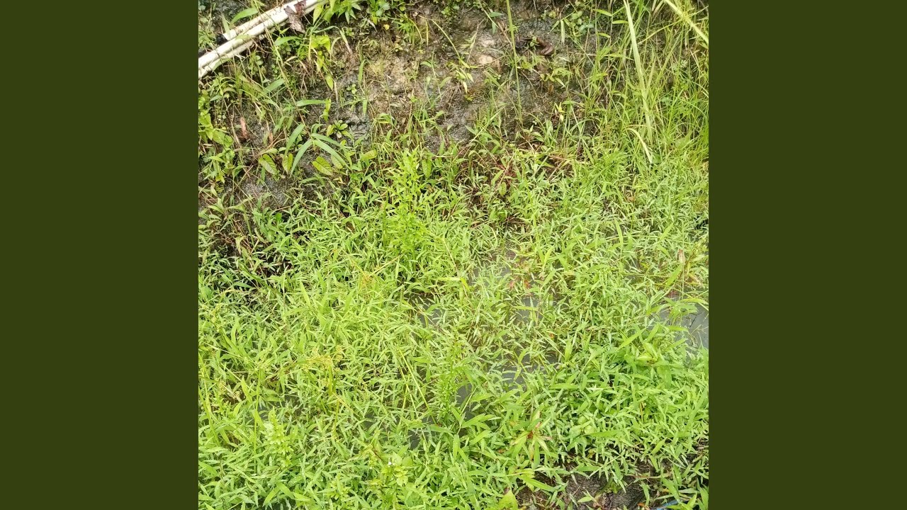 Tidak Mampu di Hina