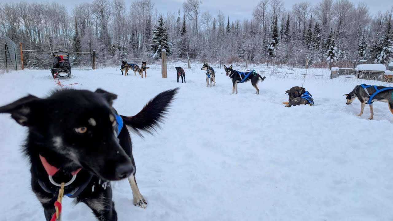 #slowtv Uncut Continuous Footage | Full Run with sled dogs Wilson and Demon in lead | 9 dog team