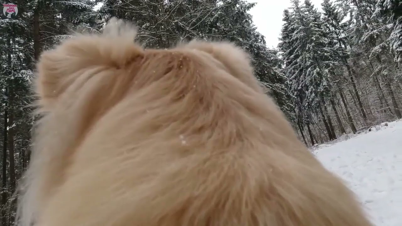 walking around as a dog 088