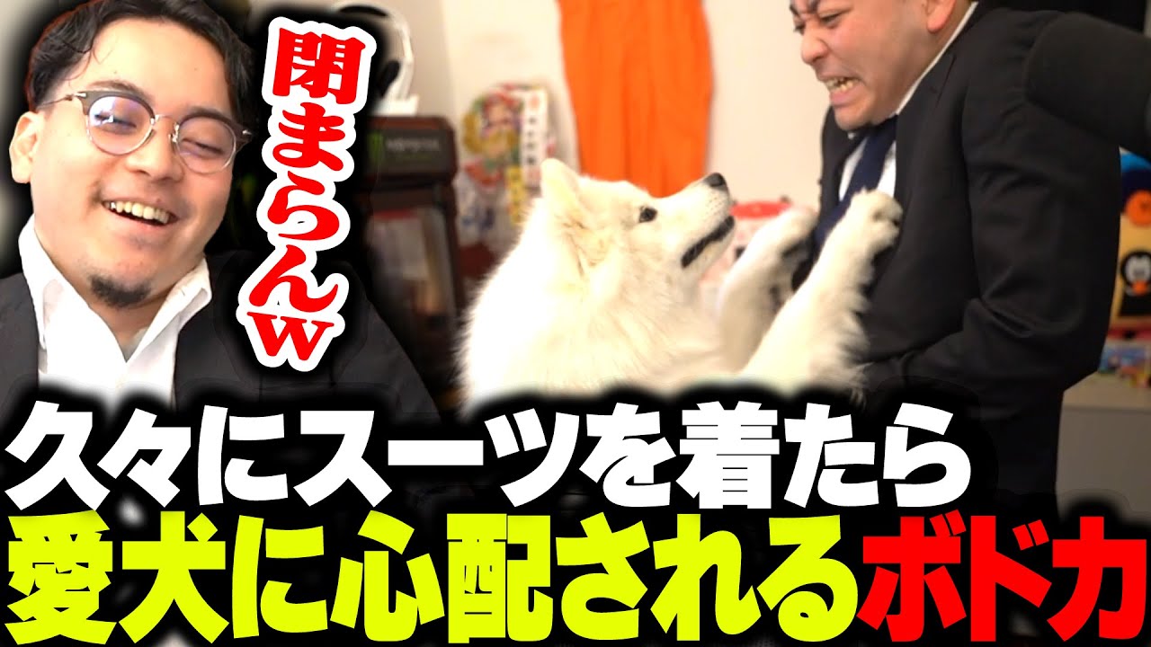 久々に着たスーツがパツパツすぎて、愛犬に心配されるボドカ