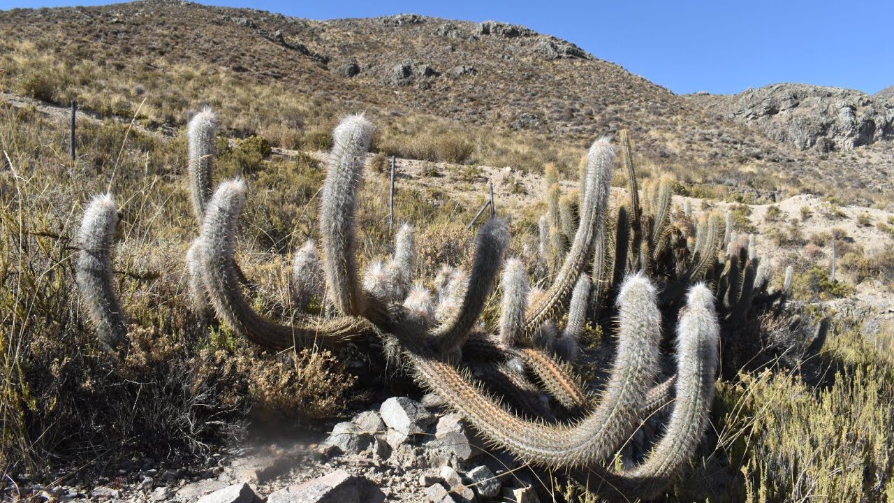 From Barren Deserts to High Andean Slopes