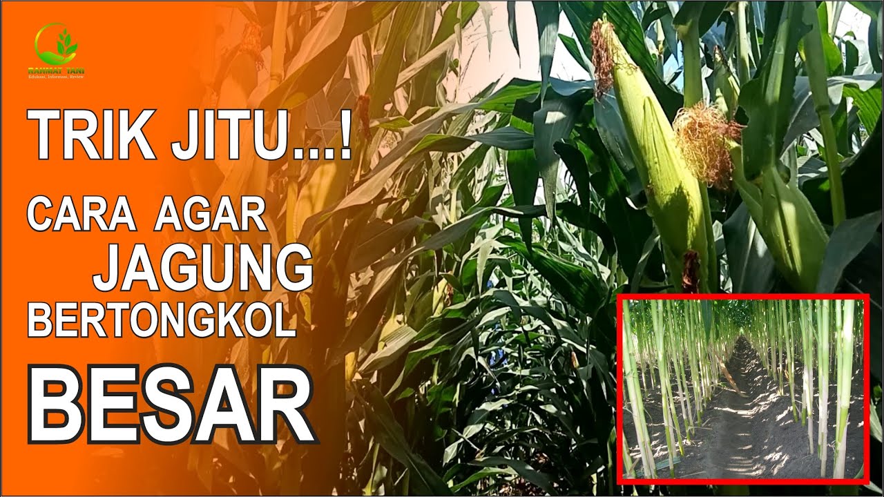 CARA AGAR JAGUNG BERTONGKOL BESAR | PANGKAS DAUN