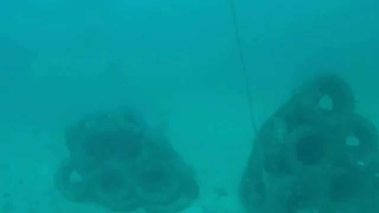 Great White Shark