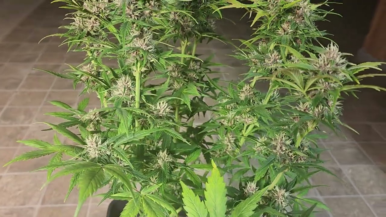 week 6 autoflower from seed. Buds look all purple color and smell great