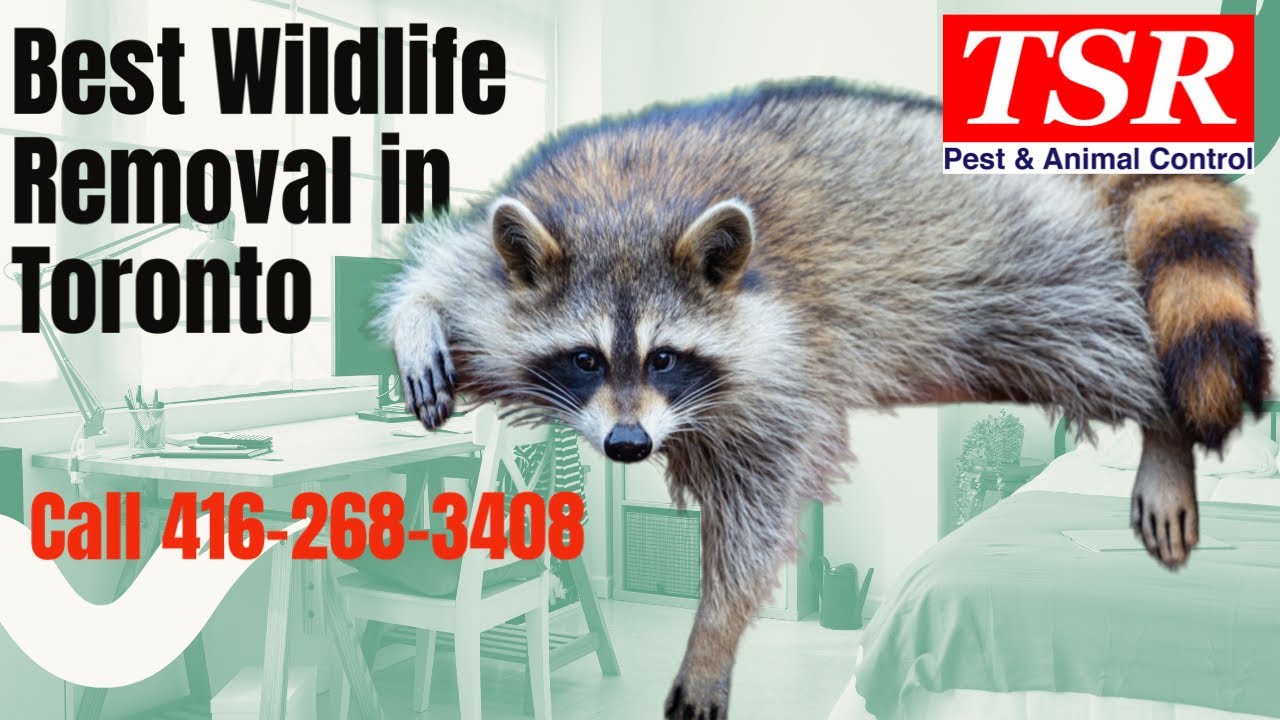 TSR Pest Control and Wildlife Removal - a Toronto Raccoon Breaks Into a Bedroom - Amazing Footage