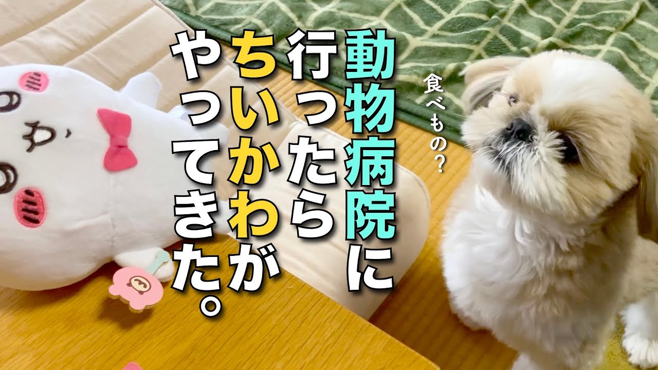 【シーズー】動物病院に最後の診察に行ったら、ちいかわがやってきた！www（今日のオトンクッキングは揚げ物の恐怖、トンカツ編）【312】
