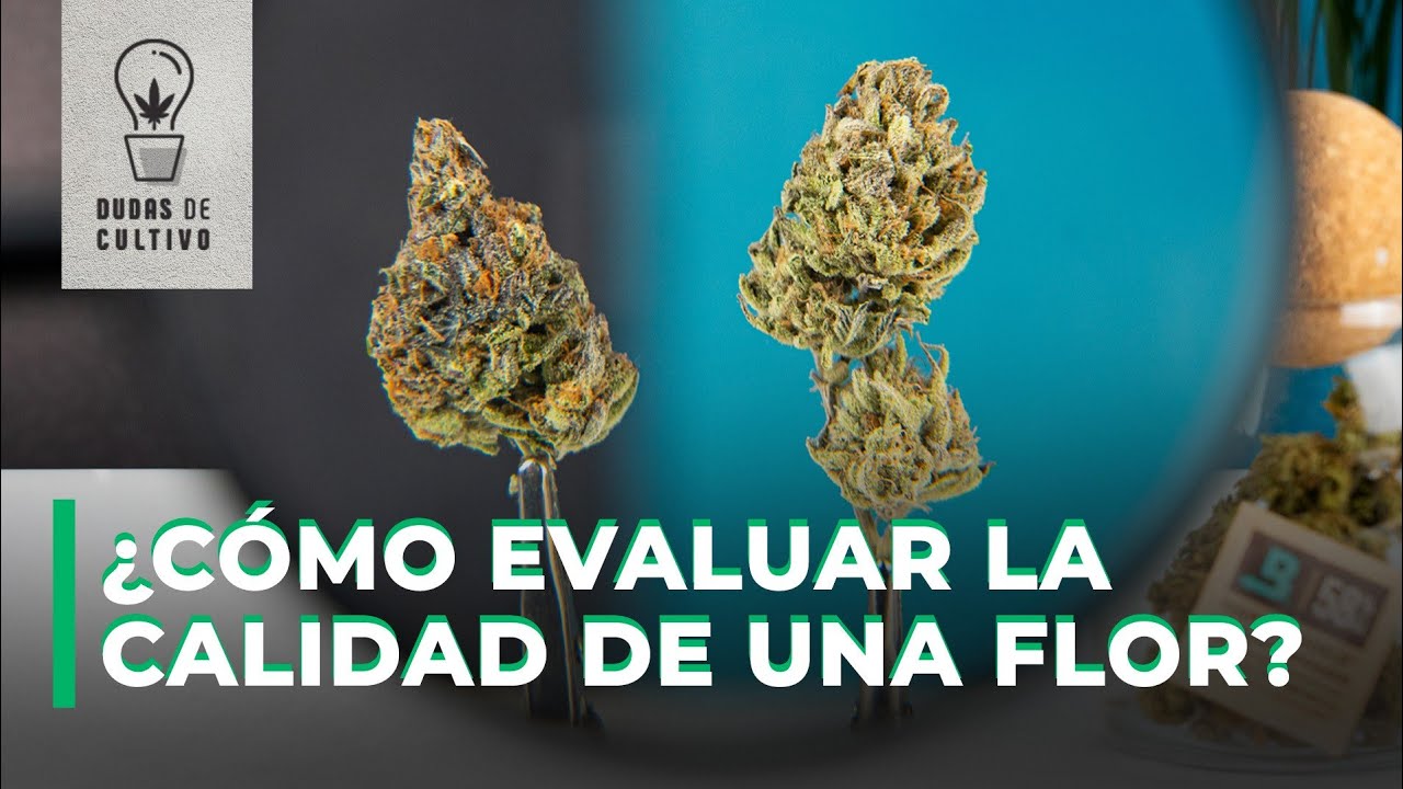 &iquest;C&Oacute;MO EVALUAR LA CALIDAD DE UNA FLOR?