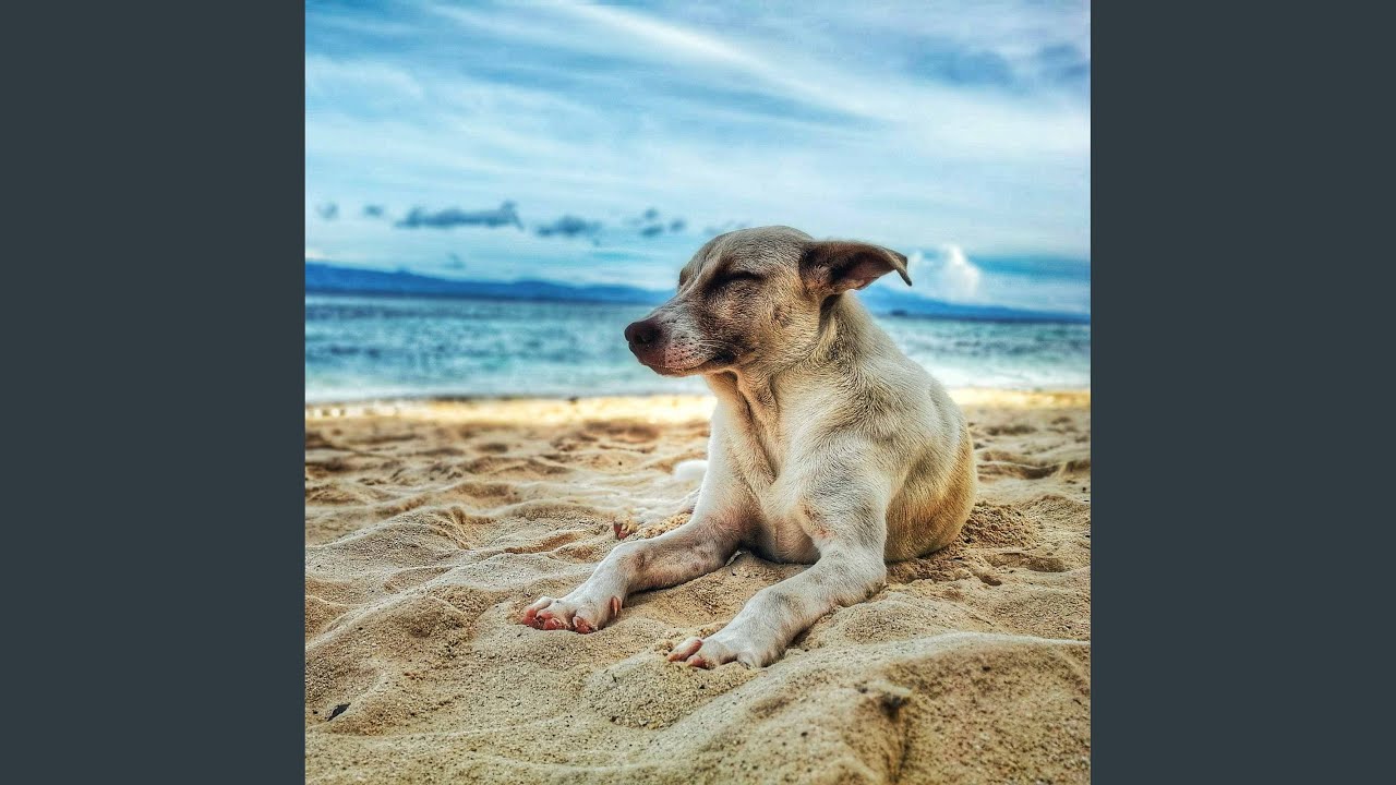 Understated Ambience for Puppy Rewards
