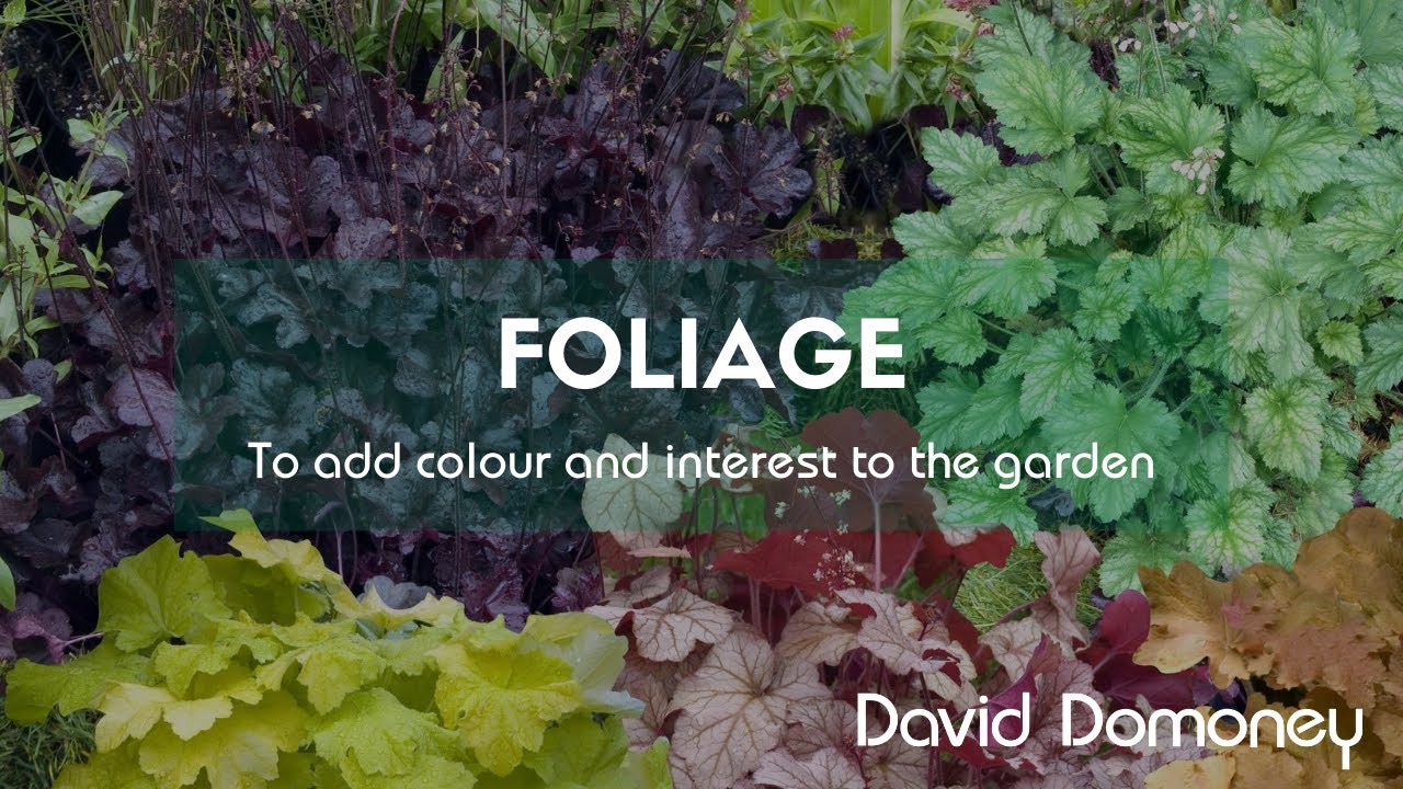 Foliage plants to add colour and interest into the garden