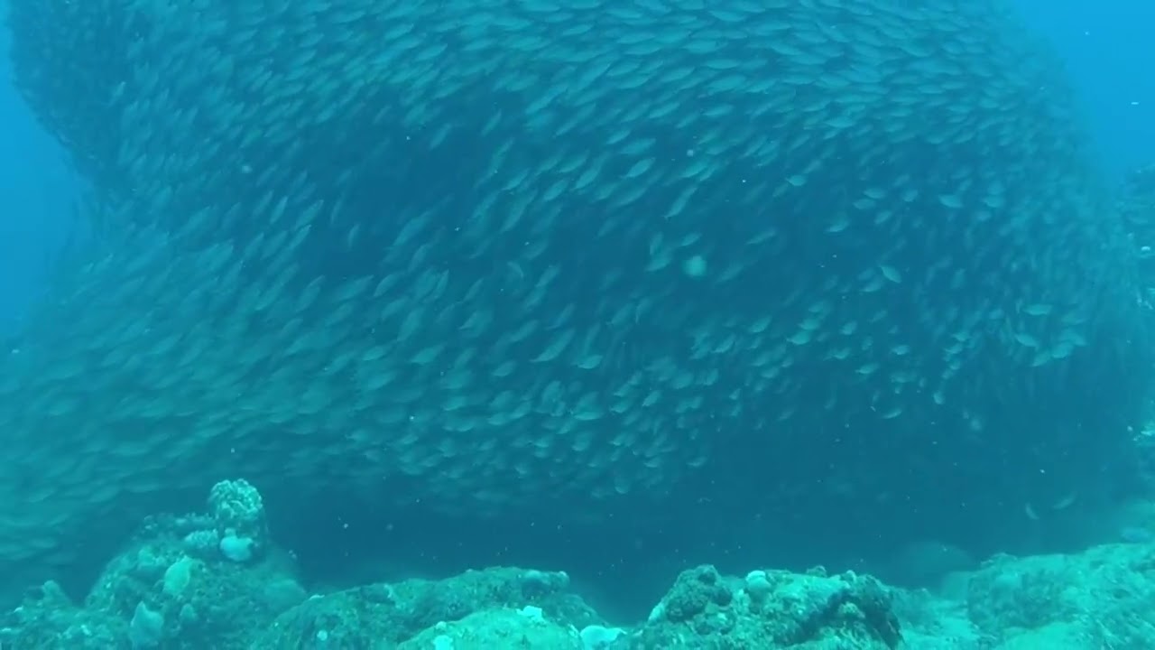 Happy Ocean Universe Underwater 🌊