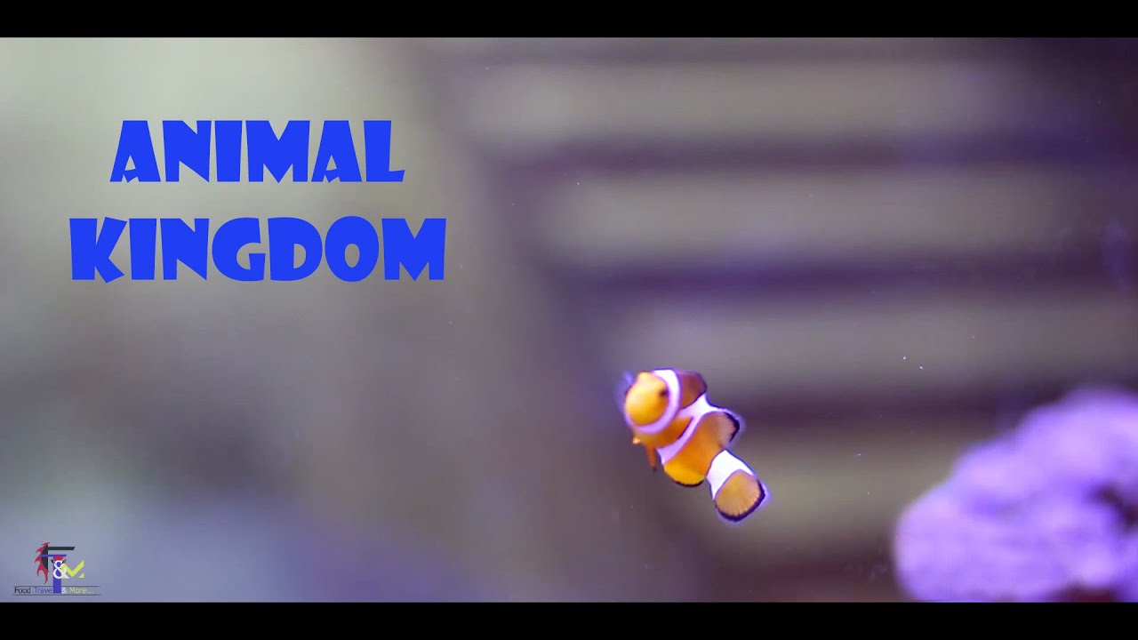 Animal Kingdom TOUR Bangalore fishes & Aquarium tank accessories and Pets || pet shop Neeladri Ecity