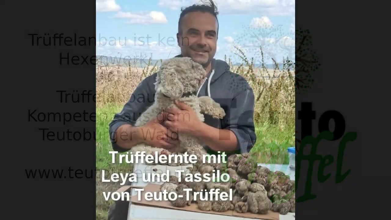 Trüffelsuche mit Trüffelhund Leya auf einer Trüffelplantage in Deutschland - Trüffelanbau