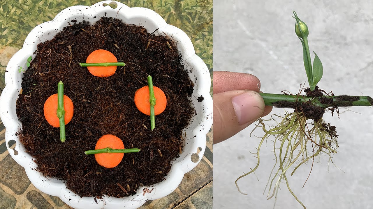 Вы будете удивлены тем, как размножить Eustoma russellianum с помощью моркови.
