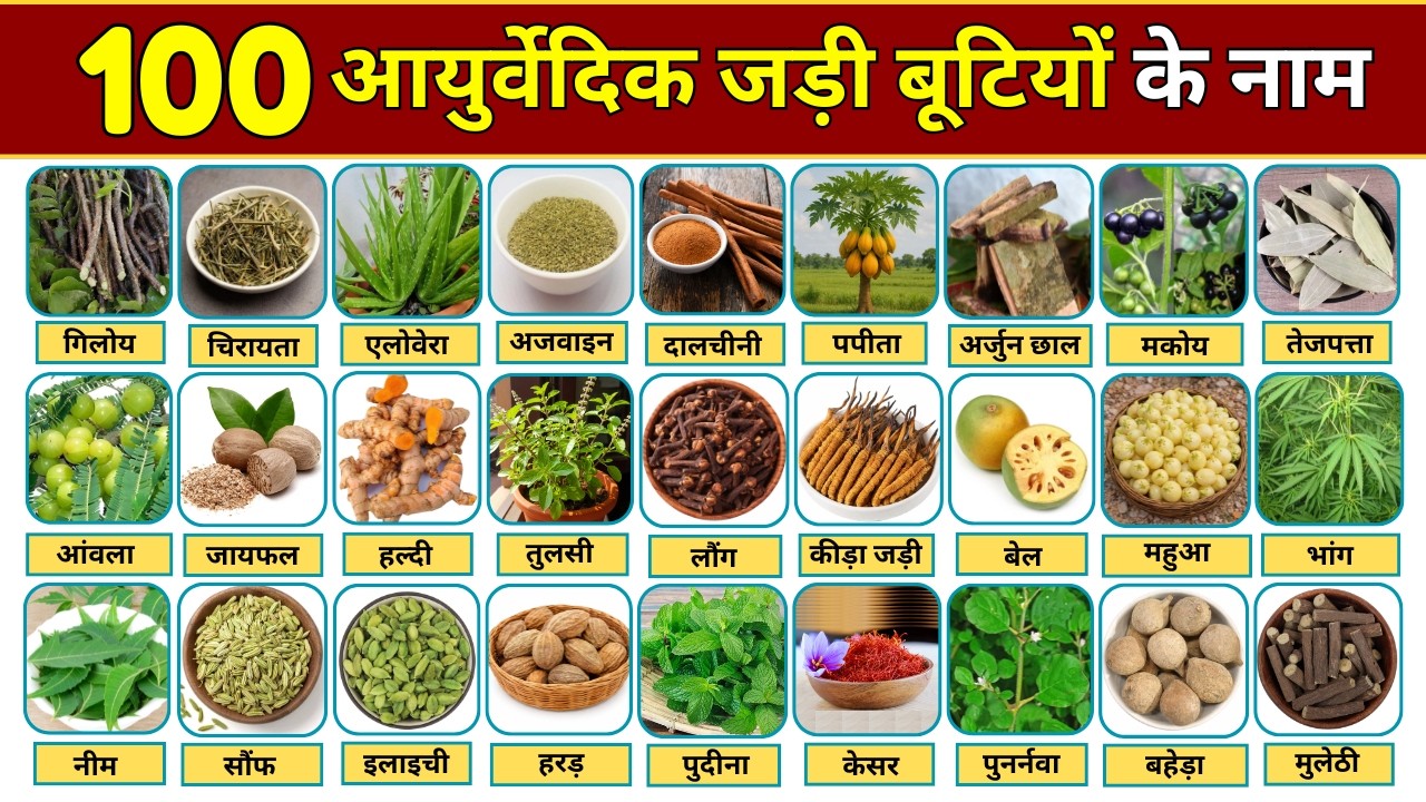 100 आयुर्वेदिक जड़ी बूंटियों के सचित्र नाम | Ayurvedic Jadi butiyon ke naam | Ayurvedic Herbs Names