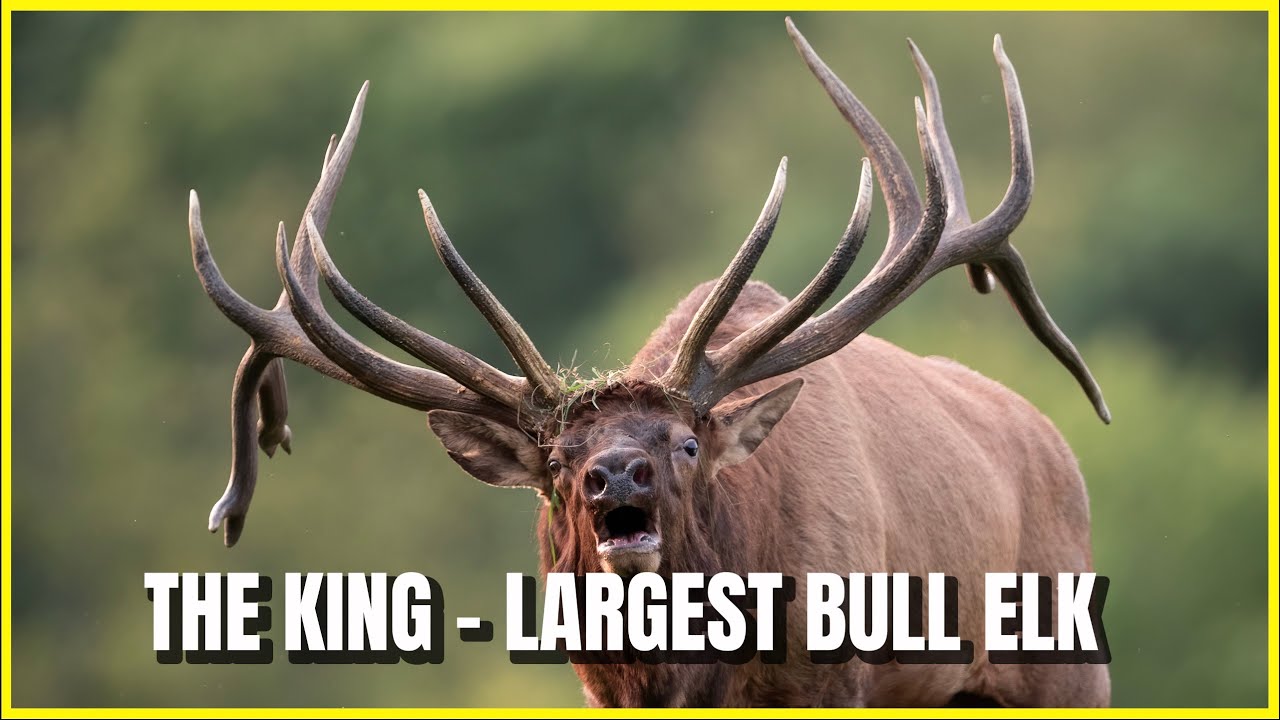 Largest Bull Elk I've Ever Seen - Bugling and Rut Action - Remembering 