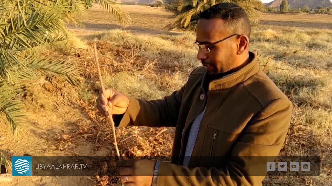 موسم بداية تقليم أشجار العنب بمناطق وادي الآجال