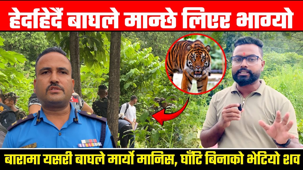 हेर्दाहेर्दै बाघले मान्छे लिएर भाग्यो, बारामा यसरी बाघले मा र्यो मानिस, घाँ' टि बिनाको भेटियो श व