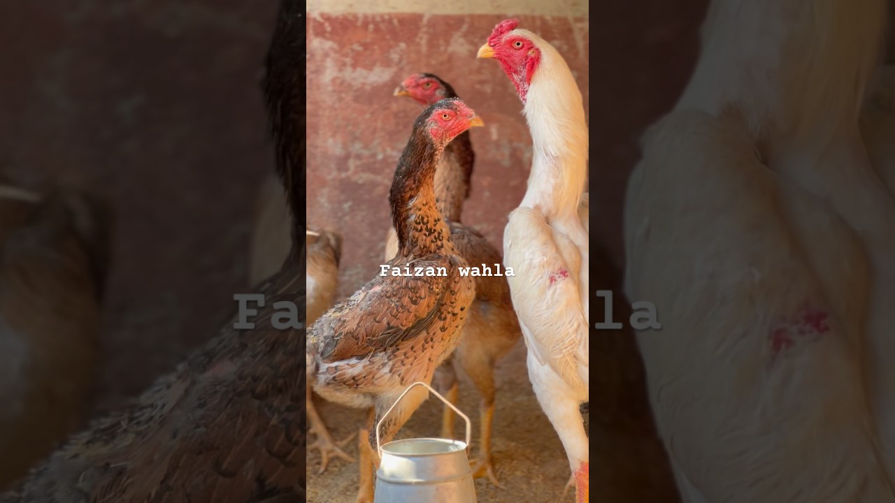 Quality birds 
