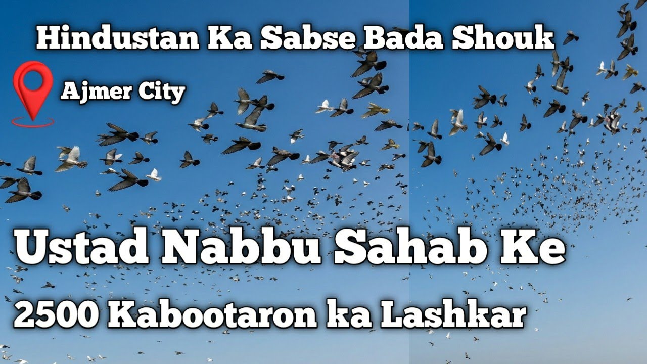 Ustad Nabbu Sahab Ke 2500 Kabootaron Lashkar || Hindustan ka Sabse Bada Shouk ||Ajmer City 3/3/2026